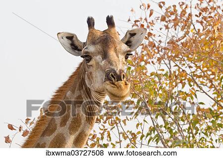 "Giraffe (Giraffa camelopardalis), portrait, Etosha National Park, Namibia, Africa" View Large Photo Image Stock Photo - "Giraffe (Giraffa camelopardalis), portrait, Etosha National Park, Namibia, Africa". Fotosearch