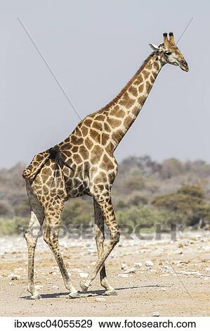 "Giraffe (Giraffa camelopardalis), Etosha National Park, Namibia, Africa" View Large Photo Image Stock Photo - "Giraffe (Giraffa camelopardalis), Etosha National Park, Namibia, Africa". Fotosearch