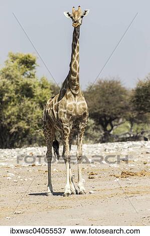 "Giraffe (Giraffa camelopardalis), Etosha National Park, Namibia, Africa" View Large Photo Image Stock Photo - "Giraffe (Giraffa camelopardalis), Etosha National Park, Namibia, Africa". Fotosearch