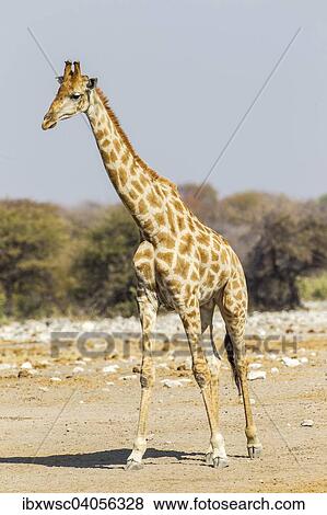 "Giraffe (Giraffa camelopardalis), Etosha National Park, Namibia, Africa" View Large Photo Image Stock Photo - "Giraffe (Giraffa camelopardalis), Etosha National Park, Namibia, Africa". Fotosearch