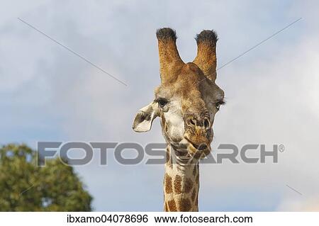 "Giraffe (Giraffa camelopardalis), Kruger National Park, South Africa, Africa" View Large Photo Image Stock Photograph - "Giraffe (Giraffa camelopardalis), Kruger National Park, South Africa, Africa". Fotosearch
