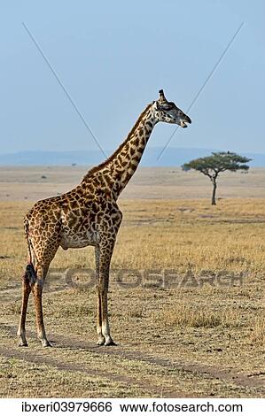 "Giraffe (Giraffa camelopardalis), Maasai Mara National Reserve, Kenya, Africa" View Large Photo Image Stock Photograph - "Giraffe (Giraffa camelopardalis), Maasai Mara National Reserve, Kenya, Africa". Fotosearch