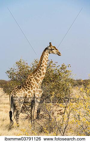 "Giraffe (Giraffa camelopardalis), Etosha National Park, Namibia, Africa" View Large Photo Image Stock Photograph - "Giraffe (Giraffa camelopardalis), Etosha National Park, Namibia, Africa". Fotosearch