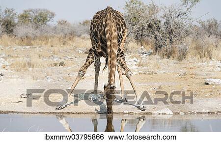 Stock Photograph - "Giraffe (Giraffa camelopardalis) drinking at the Kalkheuwel waterhole, Etosha National Park, Namibia, Africa". Fotosearch