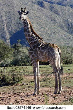 "Giraffe (Giraffa camelopardalis), Khomas Region, Namibia, Africa" View Large Photo Image Stock Photograph - "Giraffe (Giraffa camelopardalis), Khomas Region, Namibia, Africa". Fotosearch