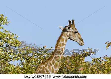 "Giraffe (Giraffa camelopardalis), Etosha National Park, Namibia, Africa" View Large Photo Image Stock Photograph - "Giraffe (Giraffa camelopardalis), Etosha National Park, Namibia, Africa". Fotosearch