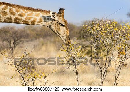 "Giraffe (Giraffa camelopardalis) feeding on camelthorn-bush, Etosha National Park, Namibia, Africa" View Large Photo Image Stock Photograph - "Giraffe (Giraffa camelopardalis) feeding on camelthorn-bush, Etosha National Park, Namibia, Africa". Fotosearch