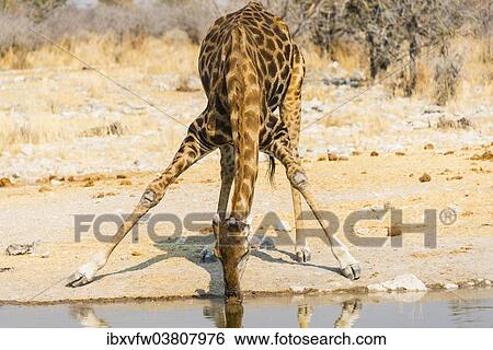 "Giraffe (Giraffa camelopardalis) drinking at Kalkheuwel waterhole, Etosha National Park, Namibia, Africa" View Large Photo Image Stock Photograph - "Giraffe (Giraffa camelopardalis) drinking at Kalkheuwel waterhole, Etosha National Park, Namibia, Africa". Fotosearch