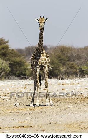 "Giraffe (Giraffa camelopardalis), Etosha National Park, Namibia, Africa" View Large Photo Image Stock Photograph - "Giraffe (Giraffa camelopardalis), Etosha National Park, Namibia, Africa". Fotosearch
