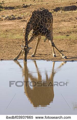 "Giraffe (Giraffa camelopardalis) drinking at a waterhole, Kruger National Park, South Africa, Africa" View Large Photo Image Stock Photography - "Giraffe (Giraffa camelopardalis) drinking at a waterhole, Kruger National Park, South Africa, Africa". Fotosearch