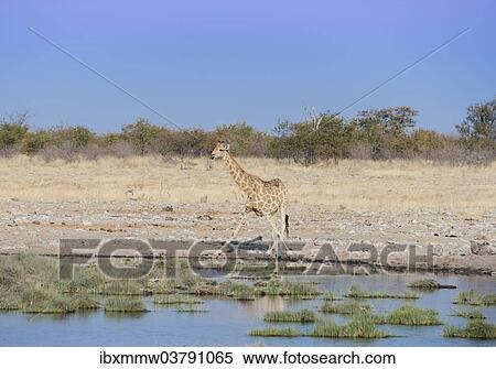"Giraffe (Giraffa camelopardalis) drinking at a waterhole, Etosha National Park, Namibia, Africa" View Large Photo Image Stock Photography - "Giraffe (Giraffa camelopardalis) drinking at a waterhole, Etosha National Park, Namibia, Africa". Fotosearch