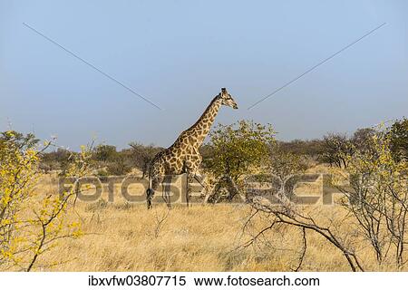 "Giraffe (Giraffa camelopardalis), Etosha National Park, Namibia, Africa" View Large Photo Image Stock Photography - "Giraffe (Giraffa camelopardalis), Etosha National Park, Namibia, Africa". Fotosearch
