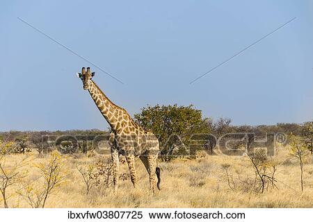 Stock Photography - "Giraffe (Giraffa camelopardalis), Etosha National Park, Namibia, Africa". Fotosearch