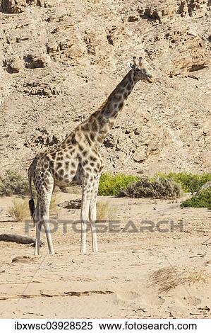 "Giraffe (Giraffa camelopardalis), tributary of the Hoanib, ephemeral seasonal river, Kaokoland, Namibia, Africa" View Large Photo Image Stock Photography - "Giraffe (Giraffa camelopardalis), tributary of the Hoanib, ephemeral seasonal river, Kaokoland, Namibia, Africa". Fotosearch