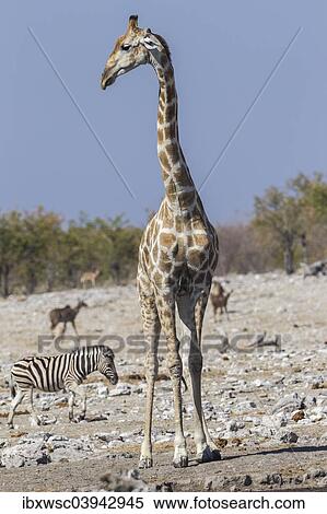 "Giraffe (Giraffa camelopardalis), Etosha National Park, Namibia, Africa" View Large Photo Image Stock Photography - "Giraffe (Giraffa camelopardalis), Etosha National Park, Namibia, Africa". Fotosearch