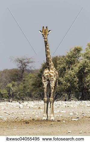 "Giraffe (Giraffa camelopardalis), Etosha National Park, Namibia, Africa" View Large Photo Image Stock Photography - "Giraffe (Giraffa camelopardalis), Etosha National Park, Namibia, Africa". Fotosearch