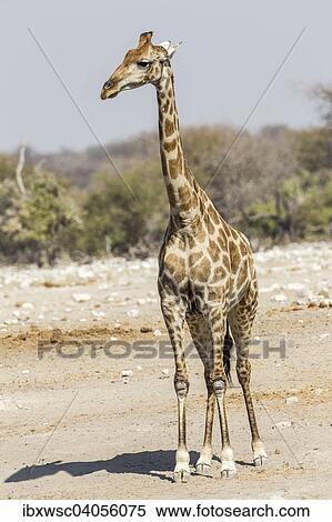 "Giraffe (Giraffa camelopardalis), Etosha National Park, Namibia, Africa" View Large Photo Image Stock Photography - "Giraffe (Giraffa camelopardalis), Etosha National Park, Namibia, Africa". Fotosearch