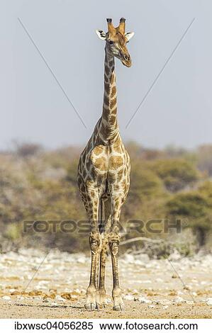 "Giraffe (Giraffa camelopardalis), Etosha National Park, Namibia, Africa" View Large Photo Image Stock Photography - "Giraffe (Giraffa camelopardalis), Etosha National Park, Namibia, Africa". Fotosearch