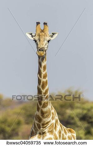 "Giraffe (Giraffa camelopardalis), Etosha National Park, Namibia, Africa" View Large Photo Image Stock Photography - "Giraffe (Giraffa camelopardalis), Etosha National Park, Namibia, Africa". Fotosearch