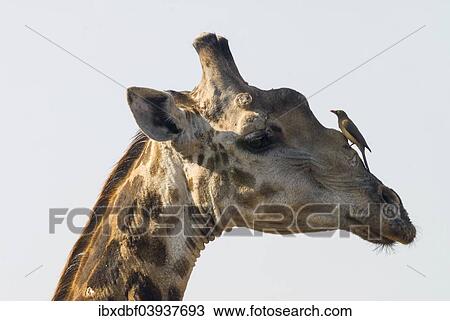 Stock Image - "Giraffe (Giraffa camelopardalis) with a Red-billed Oxpecker (Buphagus erythrorhynchus) on its head, Kruger National Park, South Africa, Africa". Fotosearch