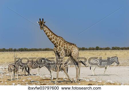 Stock Image - "Giraffe (Giraffa camelopardalis) with Zebras, Etosha National Park, Namibia, Africa". Fotosearch
