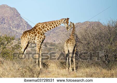 "Giraffe (Giraffa camelopardalis) with calf, Etosha National Park, Namibia, Africa" View Large Photo Image Stock Image - "Giraffe (Giraffa camelopardalis) with calf, Etosha National Park, Namibia, Africa". Fotosearch