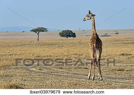 "Giraffe (Giraffa camelopardalis), with injury, Maasai Mara National Reserve, Kenya, Africa" View Large Photo Image Stock Photo - "Giraffe (Giraffa camelopardalis), with injury, Maasai Mara National Reserve, Kenya, Africa". Fotosearch