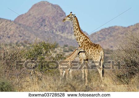 "Giraffe (Giraffa camelopardalis) with calf, Etosha National Park, Namibia, Africa" View Large Photo Image Stock Photo - "Giraffe (Giraffa camelopardalis) with calf, Etosha National Park, Namibia, Africa". Fotosearch