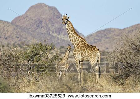 "Giraffe (Giraffa camelopardalis) with calf, Etosha National Park, Namibia, Africa" View Large Photo Image Stock Photo - "Giraffe (Giraffa camelopardalis) with calf, Etosha National Park, Namibia, Africa". Fotosearch
