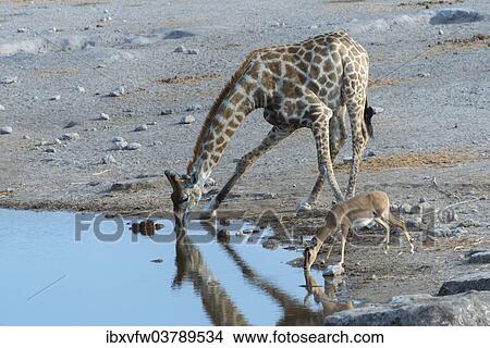 "Giraffe (Giraffa camelopardis) and a Blacked-faced Impala (Aepyceros melampus petersi) drinking next to each other at the Chudop waterhole, Etosha National Park, Namibia, Africa" View Large Photo Image Picture - "Giraffe (Giraffa camelopardis) and a Blacked-faced Impala (Aepyceros melampus petersi) drinking next to each other at the Chudop waterhole, Etosha National Park, Namibia, Africa". Fotosearch