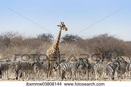 "Giraffe (Giraffa camelopardis) and herd of Burchell's Zebras (Equus quagga burchellii) at the Tsumcor water hole, Etosha National Park, Namibia, Africa" View Large Photo Image Picture - "Giraffe (Giraffa camelopardis) and herd of Burchell's Zebras (Equus quagga burchellii) at the Tsumcor water hole, Etosha National Park, Namibia, Africa". Fotosearch