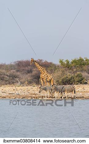 Picture - "Giraffe (Giraffa camelopardis) and Burchell's Zebraa (Equus quagga burchellii), Klein Namutoni water hole, Etosha National Park, Namibia, Africa". Fotosearch