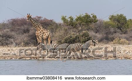"Giraffe (Giraffa camelopardis) and Burchell's Zebraa (Equus quagga burchellii), Klein Namutoni water hole, Etosha National Park, Namibia, Africa" View Large Photo Image Stock Photograph - "Giraffe (Giraffa camelopardis) and Burchell's Zebraa (Equus quagga burchellii), Klein Namutoni water hole, Etosha National Park, Namibia, Africa". Fotosearch