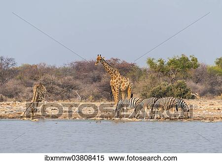 Stock Photography - "Giraffe (Giraffa camelopardis) and Burchell's Zebraa (Equus quagga burchellii), Klein Namutoni water hole, Etosha National Park, Namibia, Africa". Fotosearch