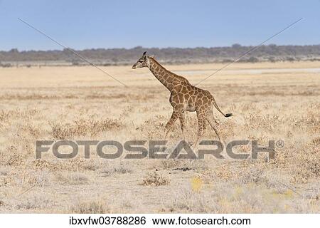 "Giraffe (Giraffa camelopardis), calf, Etosha salt pan, Etosha National Park, Namibia, Africa" View Large Photo Image Stock Photograph - "Giraffe (Giraffa camelopardis), calf, Etosha salt pan, Etosha National Park, Namibia, Africa". Fotosearch