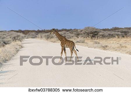 "Giraffe (Giraffa camelopardis), calf crossing a road, Etosha National Park, Namibia, Africa" View Large Photo Image Stock Photography - "Giraffe (Giraffa camelopardis), calf crossing a road, Etosha National Park, Namibia, Africa". Fotosearch