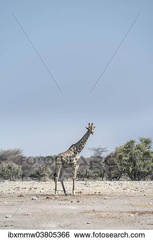 "Giraffe (Giraffa camelopardis), Chudop water hole, Etosha National Park, Namibia, Africa" View Large Photo Image Stock Photograph - "Giraffe (Giraffa camelopardis), Chudop water hole, Etosha National Park, Namibia, Africa". Fotosearch