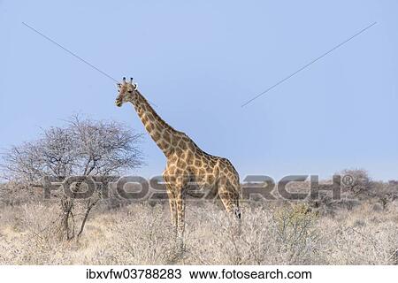 "Giraffe (Giraffa camelopardis), Etosha National Park, Namibia, Africa" View Large Photo Image Stock Image - "Giraffe (Giraffa camelopardis), Etosha National Park, Namibia, Africa". Fotosearch