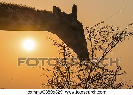 Stock Photo - "Giraffe (Giraffa camelopardis) feeding on camel thorn tree, Etosha National Park, Namibia, Africa". Fotosearch