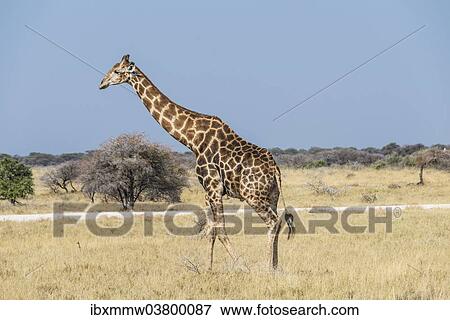 "Giraffe (Giraffa camelopardis) in dry grassland, Etosha National Park, Namibia, Africa" View Large Photo Image Stock Photo - "Giraffe (Giraffa camelopardis) in dry grassland, Etosha National Park, Namibia, Africa". Fotosearch