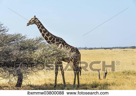 Stock Photo - "Giraffe (Giraffa camelopardis) in dry grassland, Etosha National Park, Namibia, Africa". Fotosearch