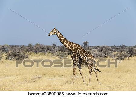 "Giraffe (Giraffa camelopardis) in dry grassland, Etosha National Park, Namibia, Africa" View Large Photo Image Stock Photograph - "Giraffe (Giraffa camelopardis) in dry grassland, Etosha National Park, Namibia, Africa". Fotosearch
