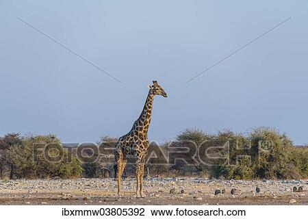 "Giraffe (Giraffa camelopardis) in evening light, Chudop water hole, Etosha National Park, Namibia, Africa" View Large Photo Image Stock Image - "Giraffe (Giraffa camelopardis) in evening light, Chudop water hole, Etosha National Park, Namibia, Africa". Fotosearch