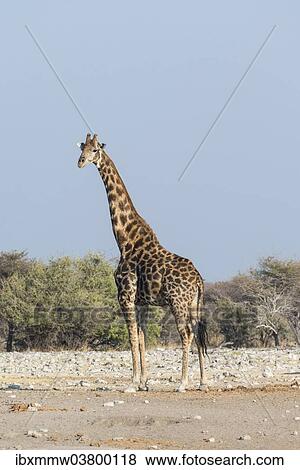 "Giraffe (Giraffa camelopardis), near the waterhole of Chudop, Etosha National Park, Namibia, Africa" View Large Photo Image Stock Photo - "Giraffe (Giraffa camelopardis), near the waterhole of Chudop, Etosha National Park, Namibia, Africa". Fotosearch