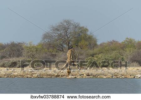 "Giraffe (Giraffa camelopardis) drinking at the Klein Namutoni waterhole, Etosha National Park, Namibia, Africa" View Large Photo Image Picture - "Giraffe (Giraffa camelopardis) drinking at the Klein Namutoni waterhole, Etosha National Park, Namibia, Africa". Fotosearch