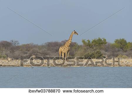 "Giraffe (Giraffa camelopardis) standing by the water, Klein Namutoni waterhole, Etosha National Park, Namibia, Africa" View Large Photo Image Stock Image - "Giraffe (Giraffa camelopardis) standing by the water, Klein Namutoni waterhole, Etosha National Park, Namibia, Africa". Fotosearch