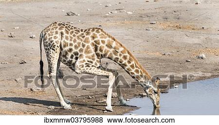 "Giraffe (Giraffa camelopardis) drinking at the Chudob waterhole, Etosha National Park, Namibia, Africa" View Large Photo Image Stock Photo - "Giraffe (Giraffa camelopardis) drinking at the Chudob waterhole, Etosha National Park, Namibia, Africa". Fotosearch