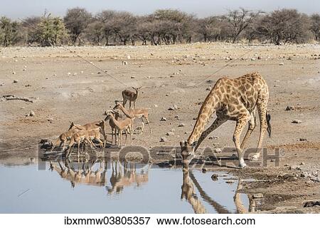"Giraffe (Giraffa camelopardis) drinking at water hole next to group of Black-faced Impalas (Aepyceros melampus petersi), Chudop waterhole, Etosha National Park, Namibia, Africa" View Large Photo Image Stock Photo - "Giraffe (Giraffa camelopardis) drinking at water hole next to group of Black-faced Impalas (Aepyceros melampus petersi), Chudop waterhole, Etosha National Park, Namibia, Africa". Fotosearch