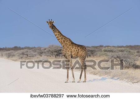 "Giraffe (Giraffa camelopardis) crossing a road, Etosha National Park, Namibia, Africa" View Large Photo Image Stock Photo - "Giraffe (Giraffa camelopardis) crossing a road, Etosha National Park, Namibia, Africa". Fotosearch