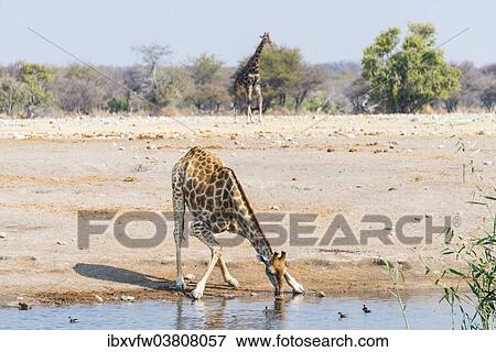 Stock Photo - "Giraffe (Giraffa camelopardis) drinking at Chudob waterhole, Etosha National Park, Namibia, Africa". Fotosearch